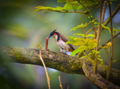 güzel doğa, hindistan'da renkler, kuşlar içeren Ücretsiz stok fotoğraf