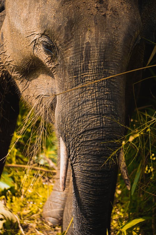 Trunk of Elephant