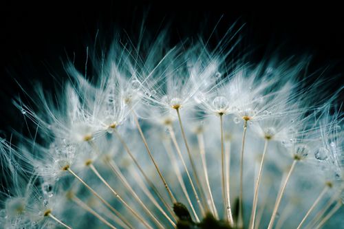 Free Macro shot of a dandelion with delicate seeds and dew drops against a dark background. Stock Photo