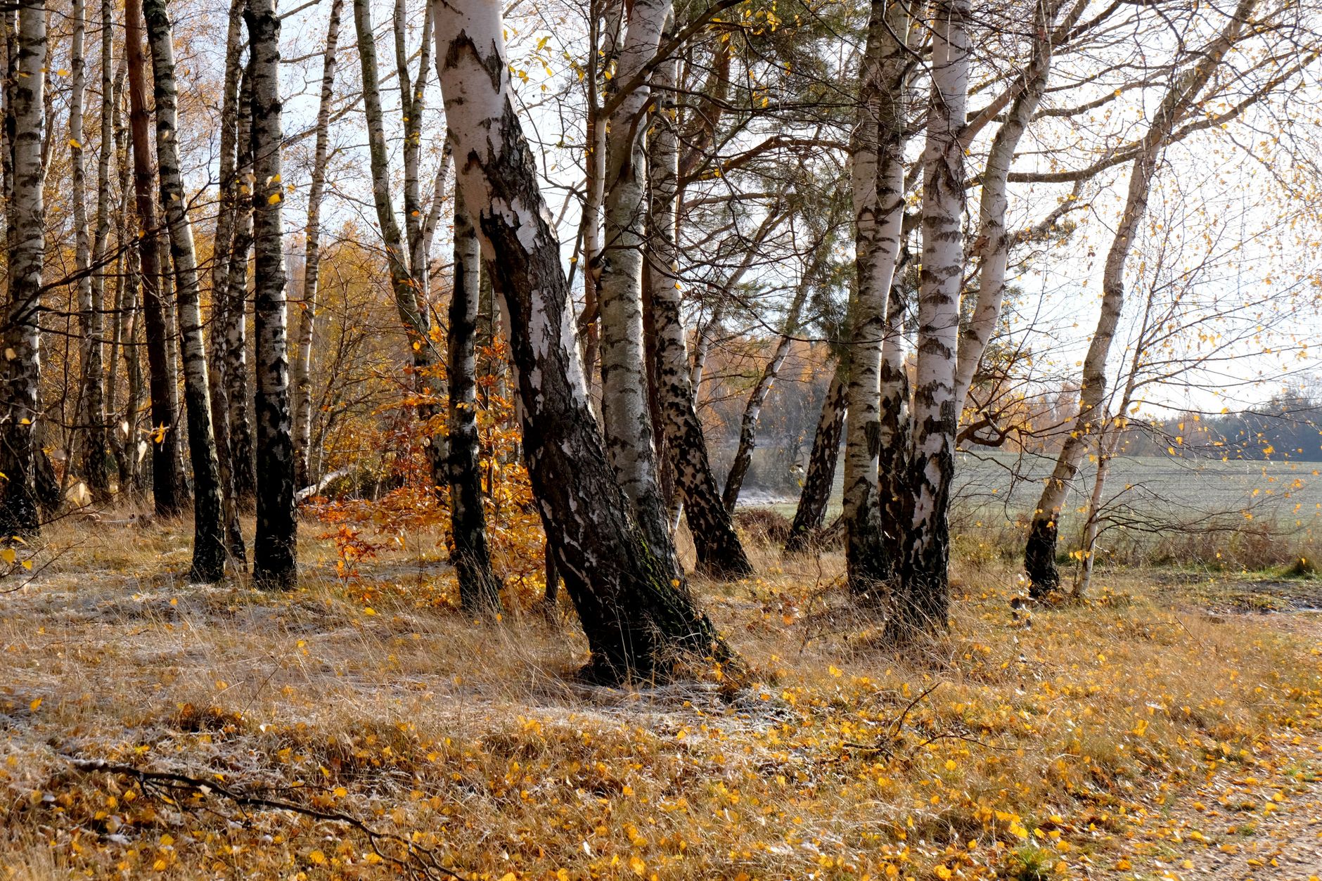 Silver Birch