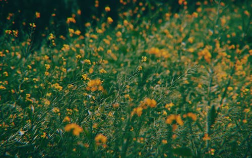 Kostnadsfri bild av allt gult, blommig, flora