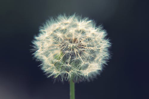 Close-up on Dandelion