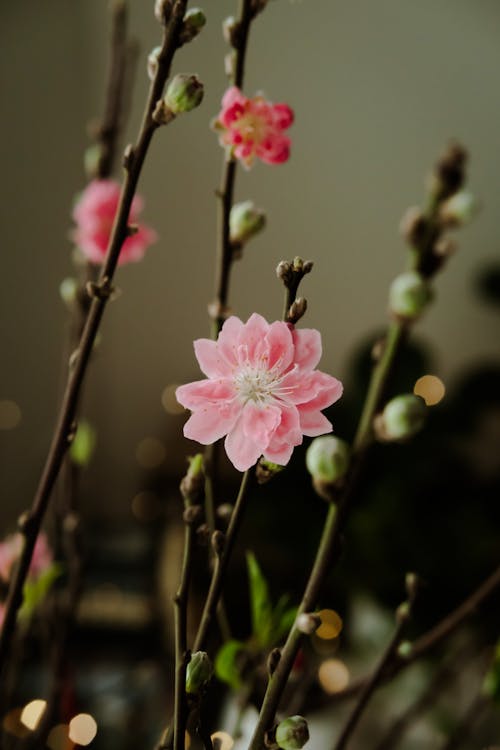 Close-up of Branches with Delicate Pink Flowers