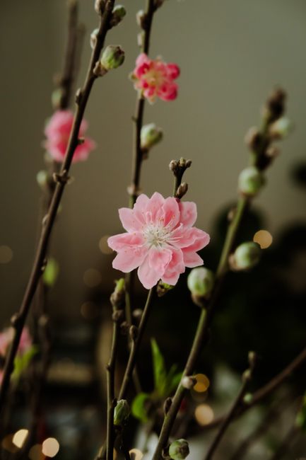 Delicate pink cherry blossoms in bloom, captured in Ho Chi Minh City, Vietnam during spring.