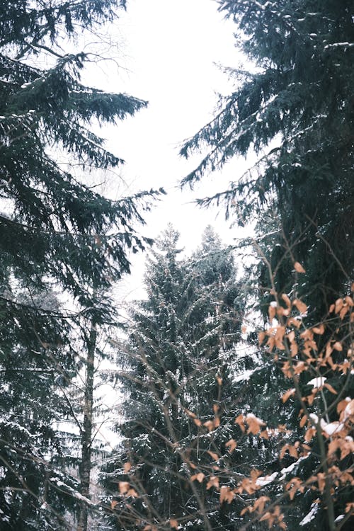 Fotos de stock gratuitas de árboles de coníferas, bosque, invierno