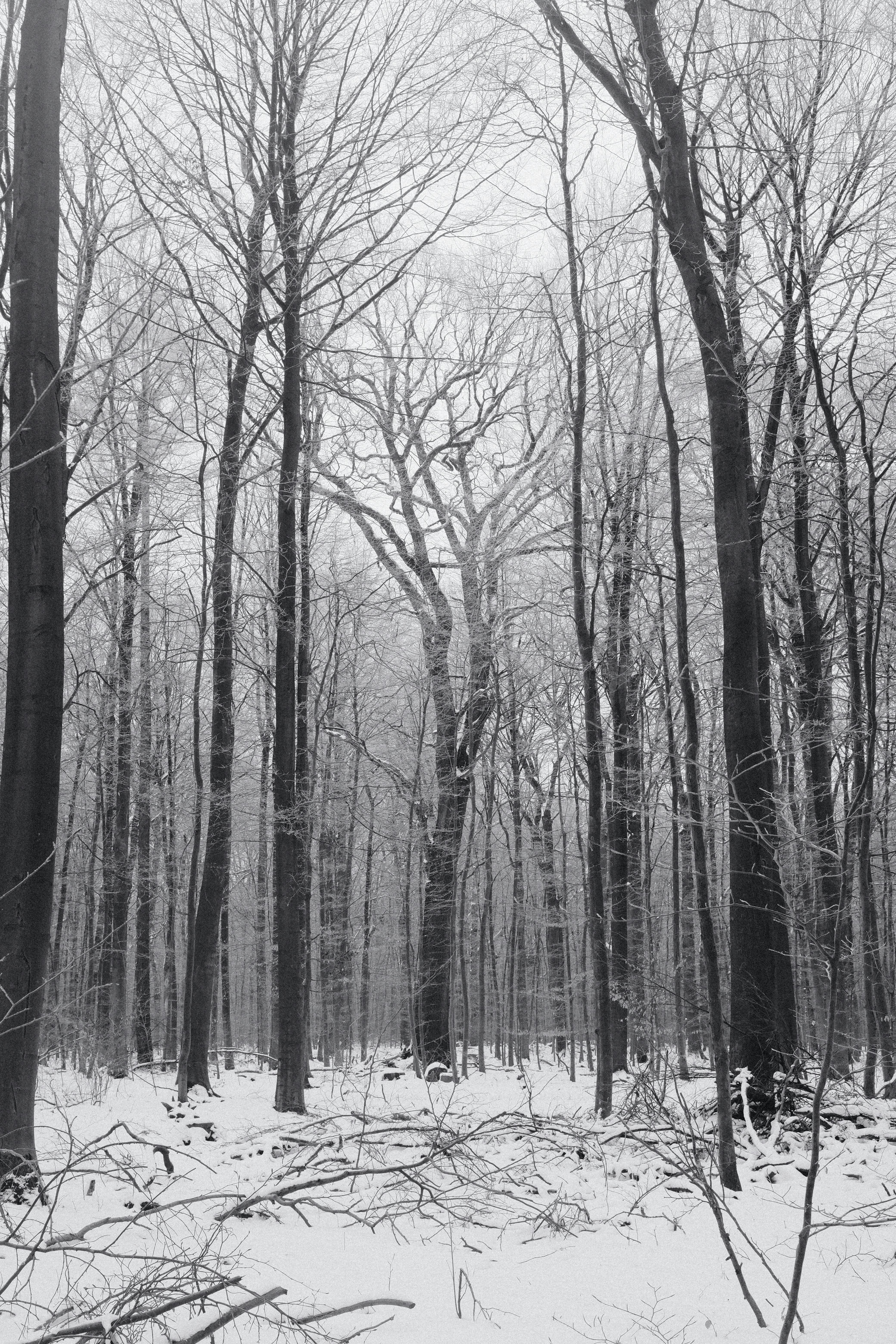 Serene winter woodland with leafless trees in black and white, evoking tranquility and solitude.