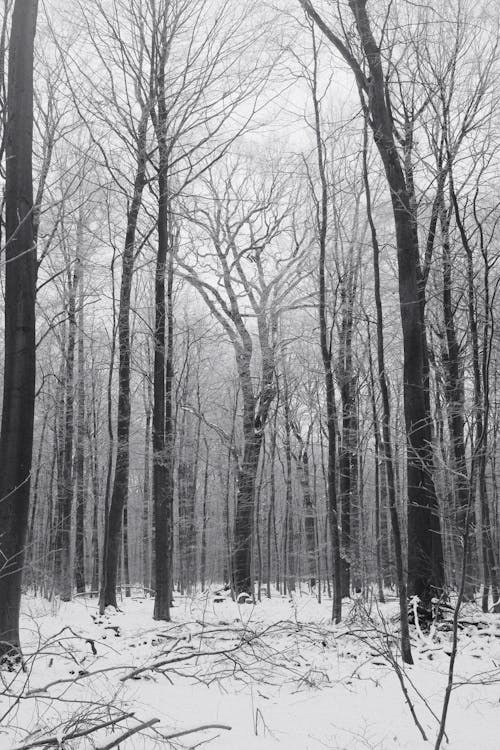 Bare Trees in Winter Forest
