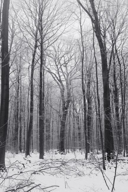 Serene winter woodland with leafless trees in black and white, evoking tranquility and solitude.