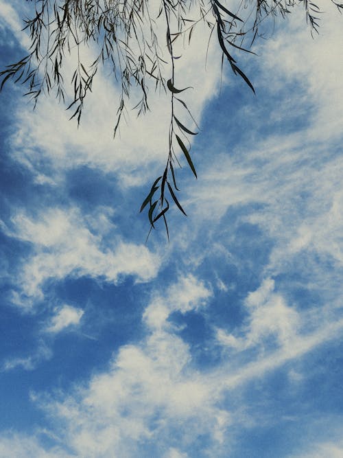 View of Leaves against Blue Sky with White Clouds 