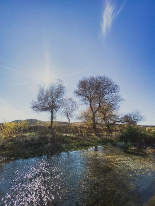 Foto profissional grátis de árvores, margem do rio, país