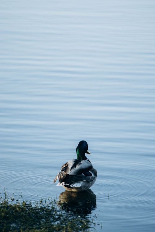 Free A solitary mallard duck floats peacefully on a calm river surface in a vertical composition. Stock Photo