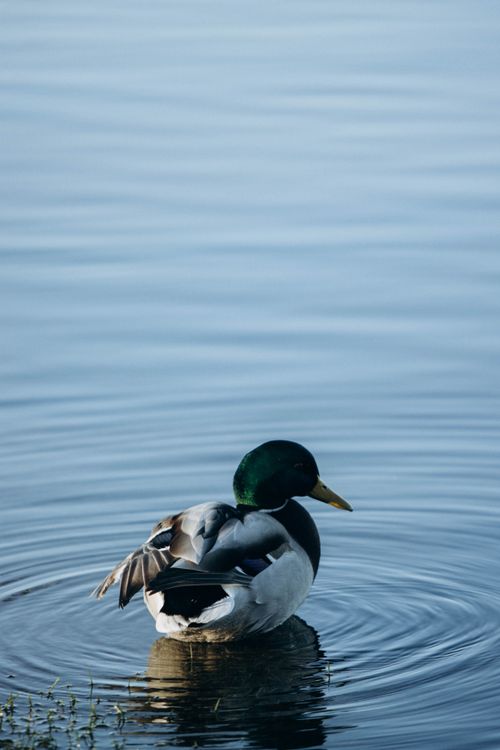 Free A peaceful mallard duck swimming gracefully on a tranquil lake surface. Stock Photo
