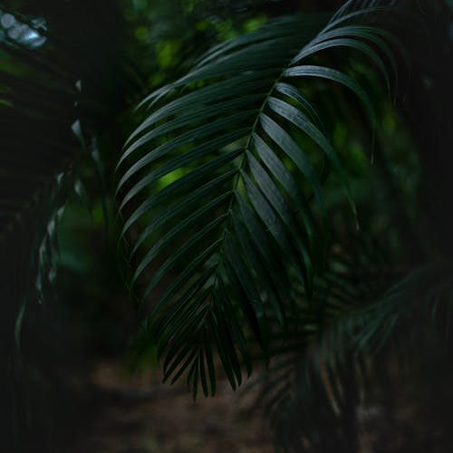 Close-up of a Dark Green Palm Leaf