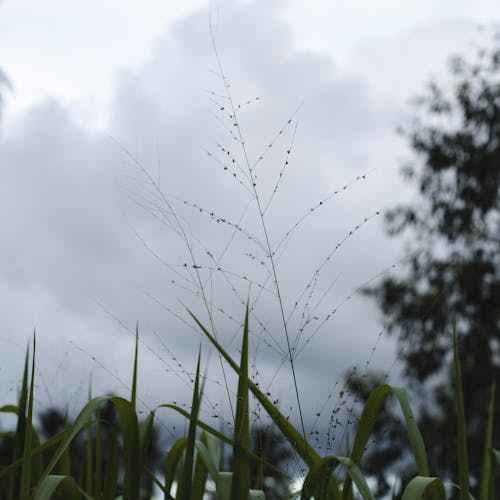 Immagine gratuita di albero, avvicinamento, campagna