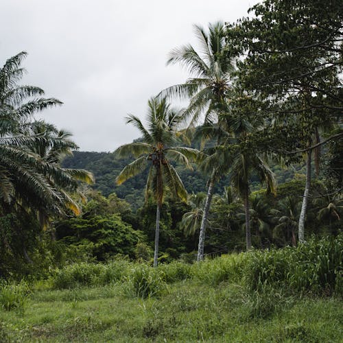 View of Palm Trees in Dense Tropical Bushes 