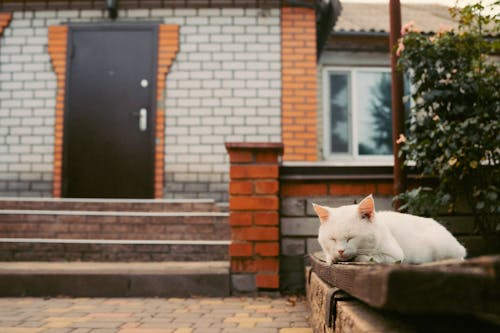 Cat Sleeping in front of House