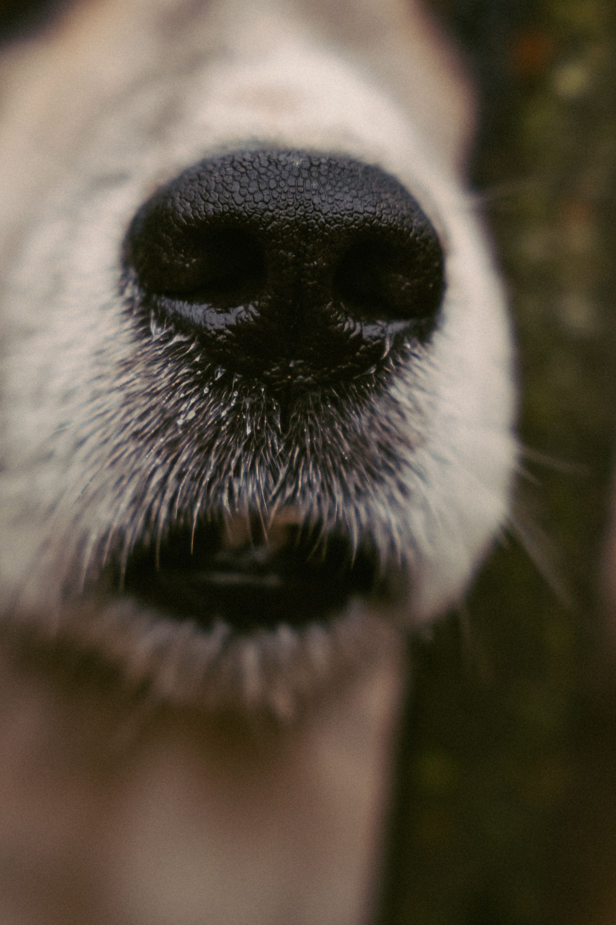 Gros plan sur la truffe humide et le museau d'un chien noir et blanc