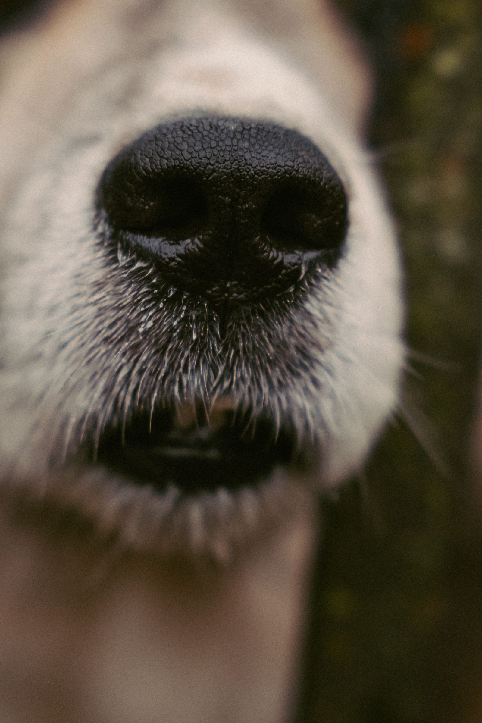 Close-up natural do focinho e da boca de um cão