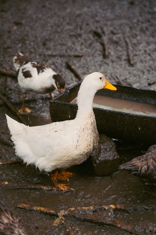 Immagine gratuita di anatre, animali, azienda agricola