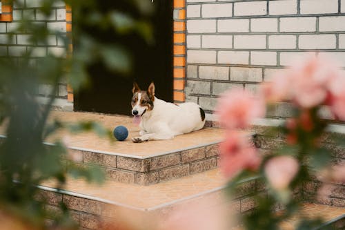 A Dog Lying on the Steps in front of a House 