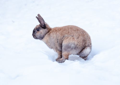 A Pet Bunny Sitting on a Snowy Ground 