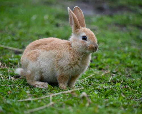 Foto profissional grátis de animal de estimação, área, bonitinho