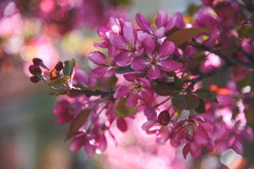 Pink Blossoms on Branch
