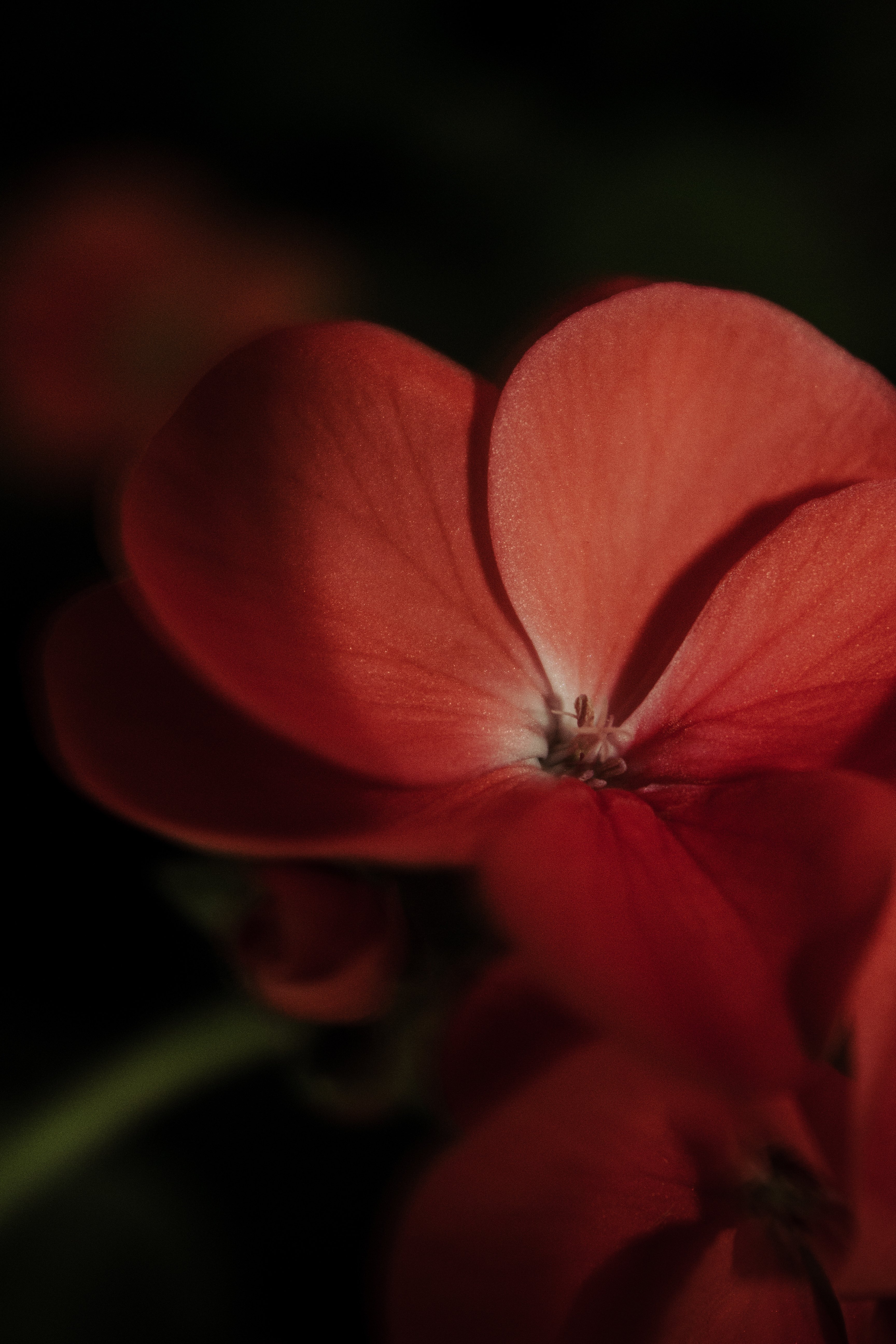 Close-up of a Scarlet Geranium · Free Stock Photo