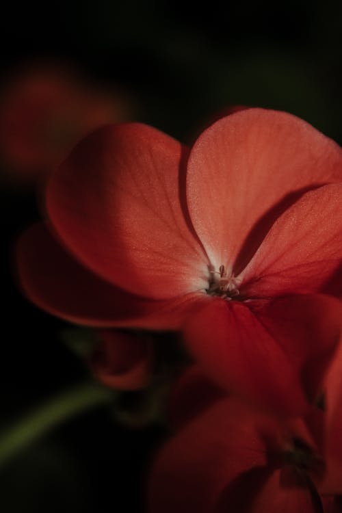 Fotobanka s bezplatnými fotkami na tému flóra, jasný, jemný