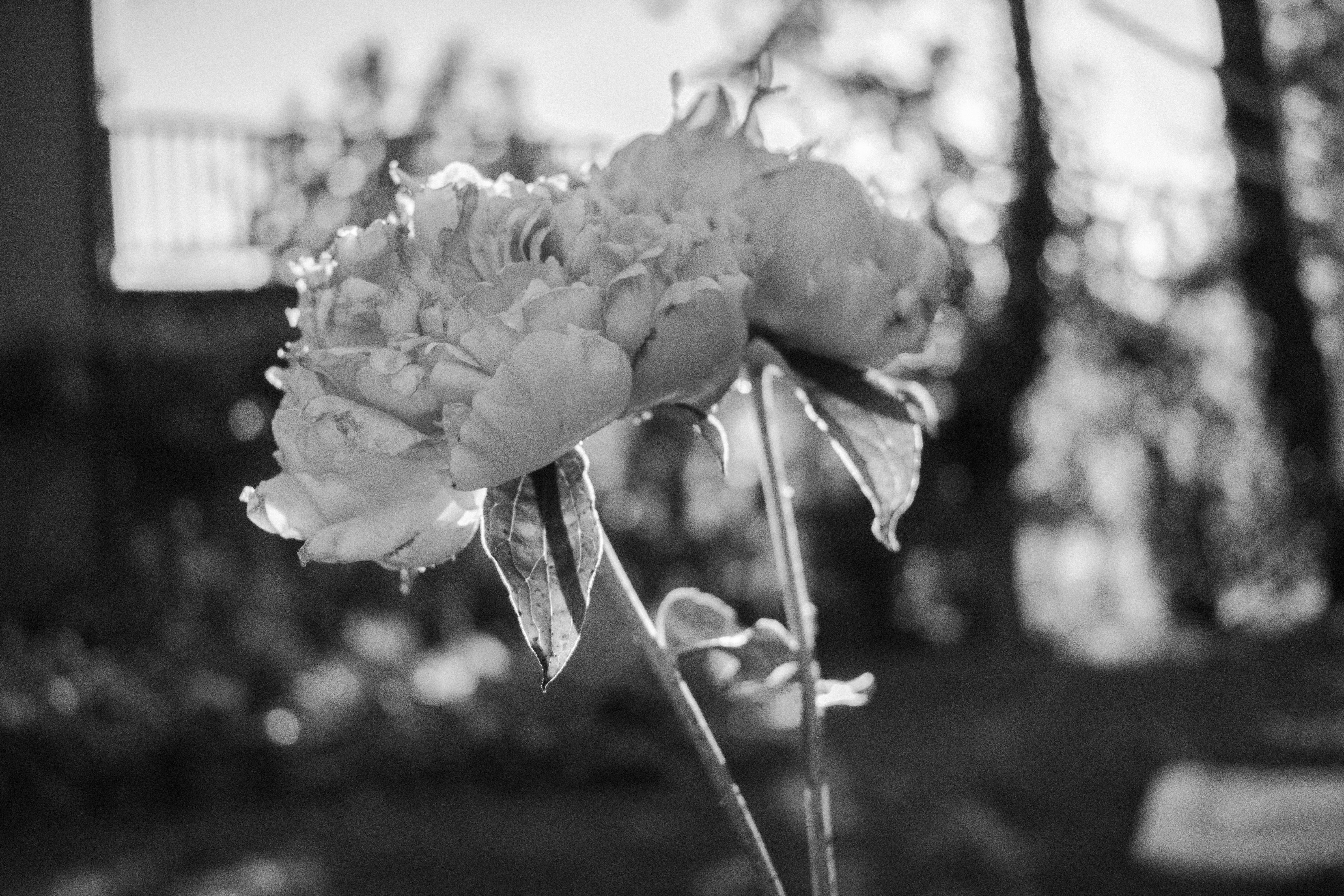 Free stock photo of black and white, flowers, peonies