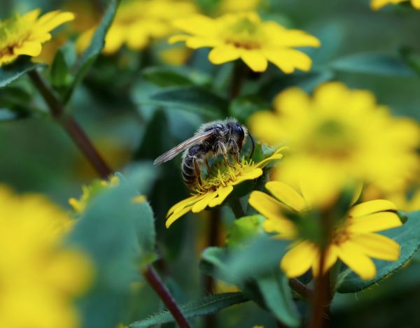 Abeille noire sur un cadre de ruche — Mission Abeille Loire
