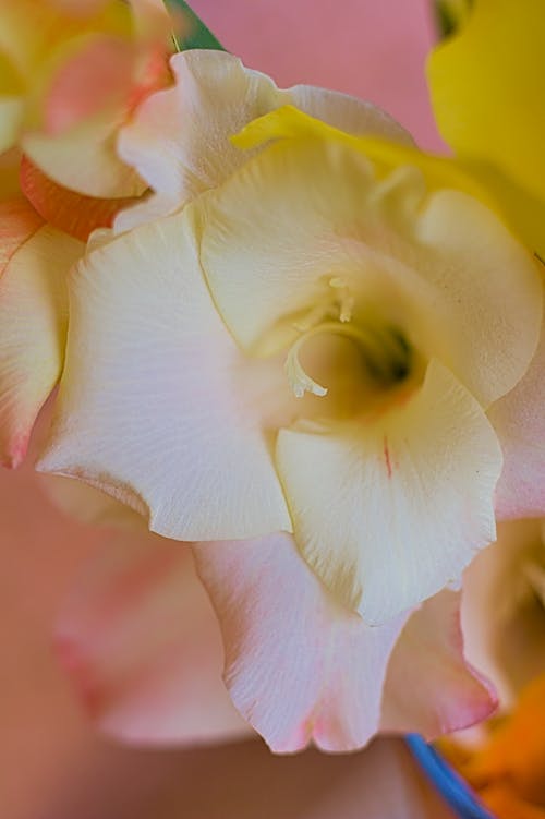 一束鮮花, 作文, 創建 的 免費圖庫相片