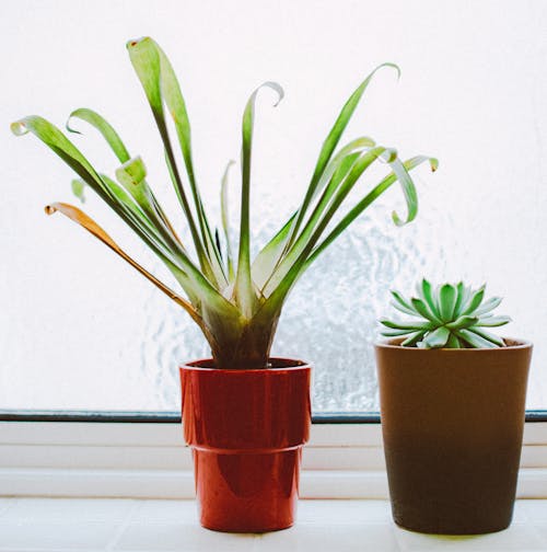 Free Photo of Indoors Plants Stock Photo