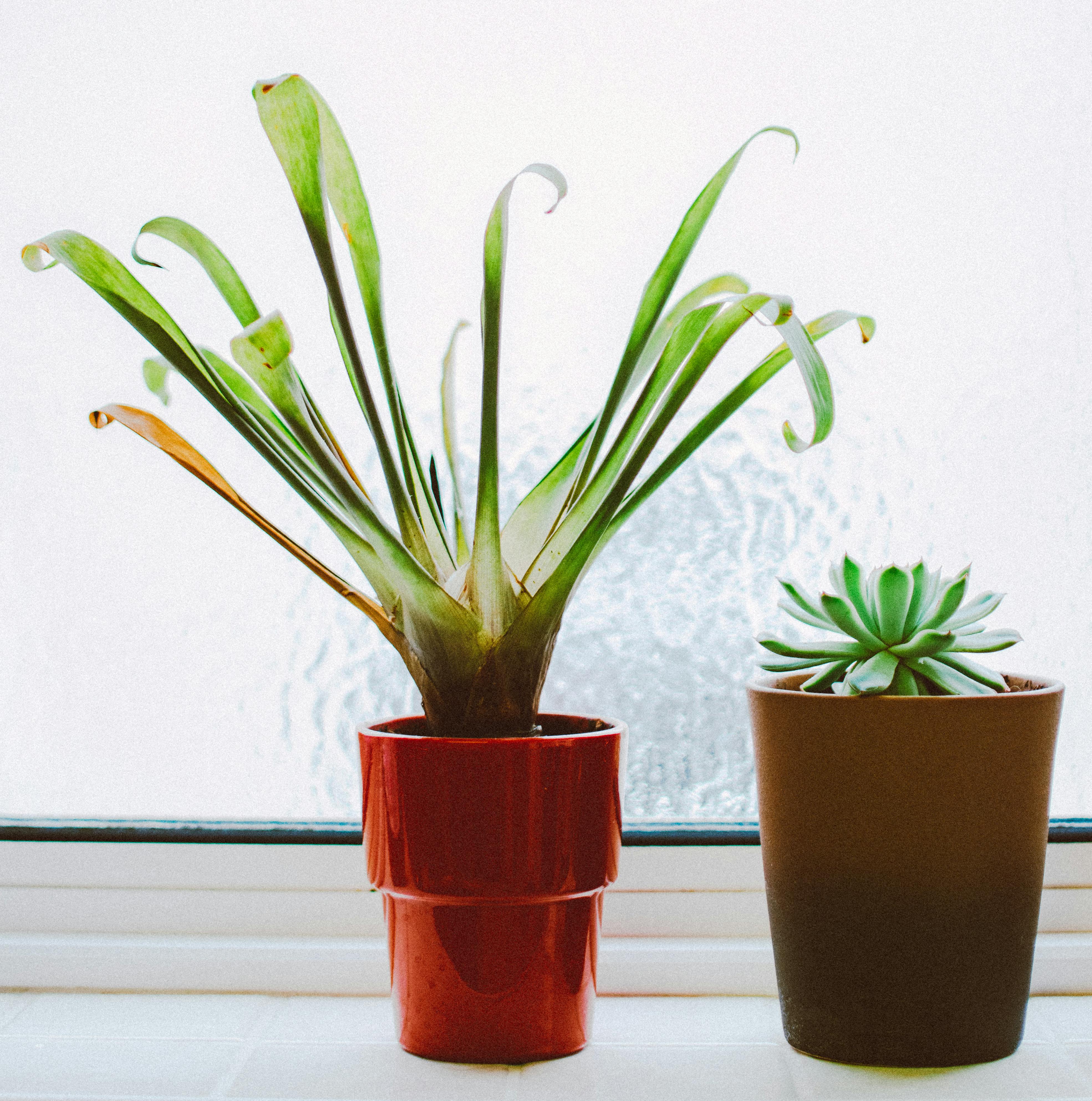Photo of Indoors Plants · Free Stock Photo