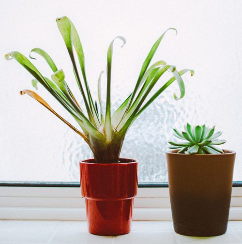 Free Close-up of potted succulent and tropical plant on windowsill in vibrant pots. Stock Photo