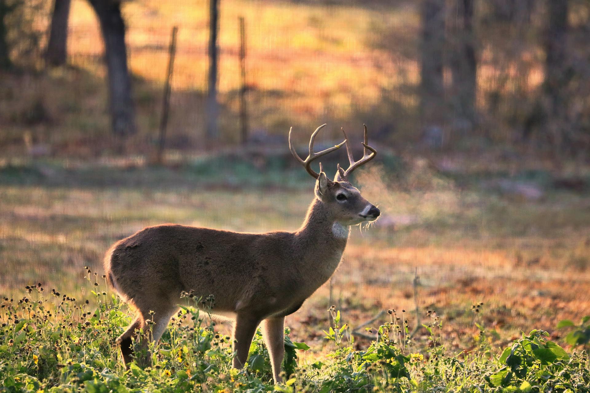 Columbian White-Tailed Deer on Hayfield