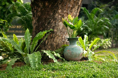Close-up of Plants in a Garden 