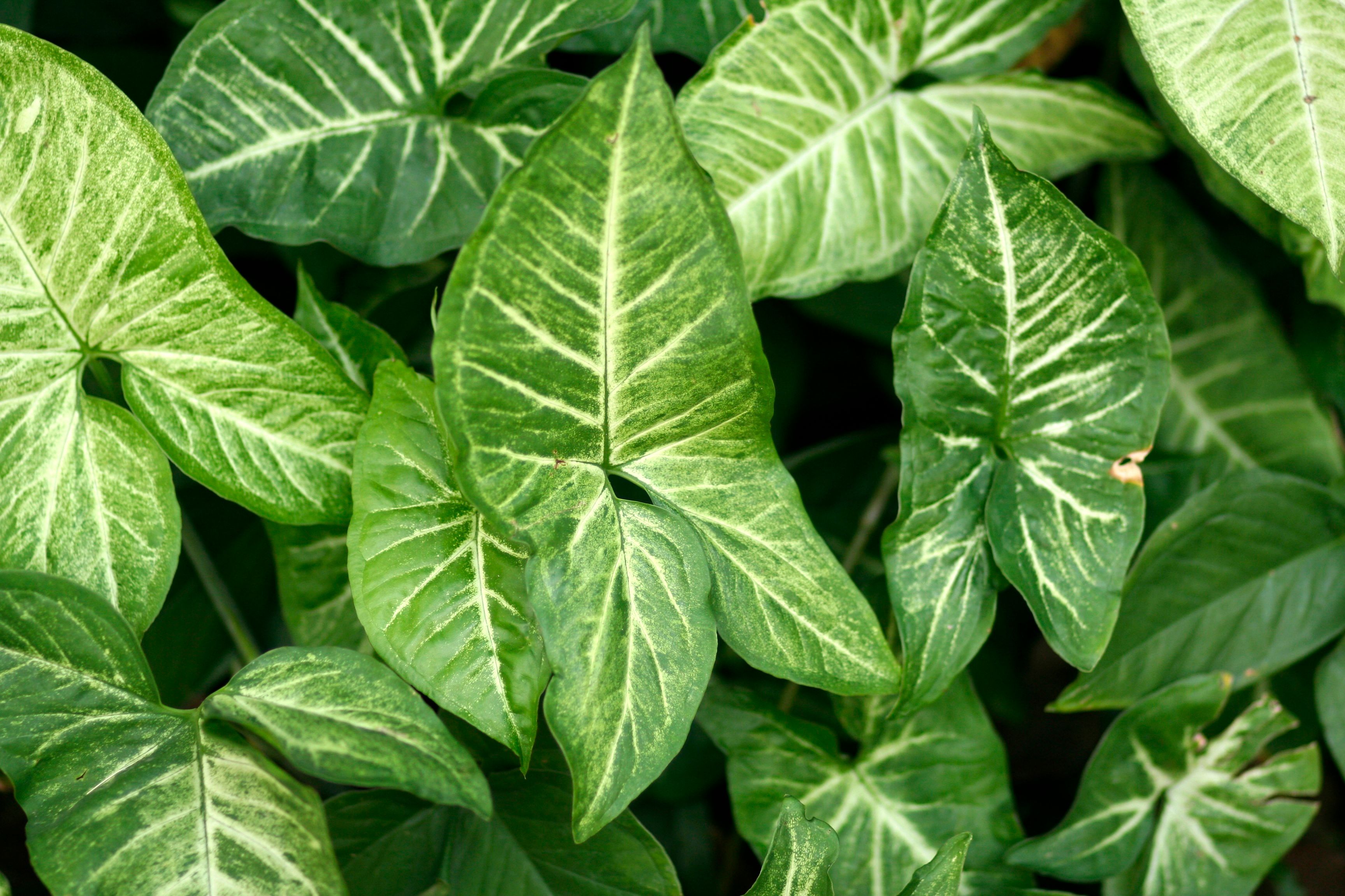 Syngonium podophyllum Albo Variegata