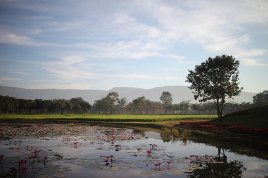 Peaceful natural scene with a pond and trees under a big blue sky. - Fotografer Sidoarjo