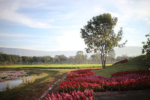 Free Scenic view of a Park with Flowers Growing by the Pond  Stock Photo