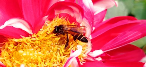 Ảnh lưu trữ miễn phí về chụp ảnh côn trùng, con ong, côn trùng