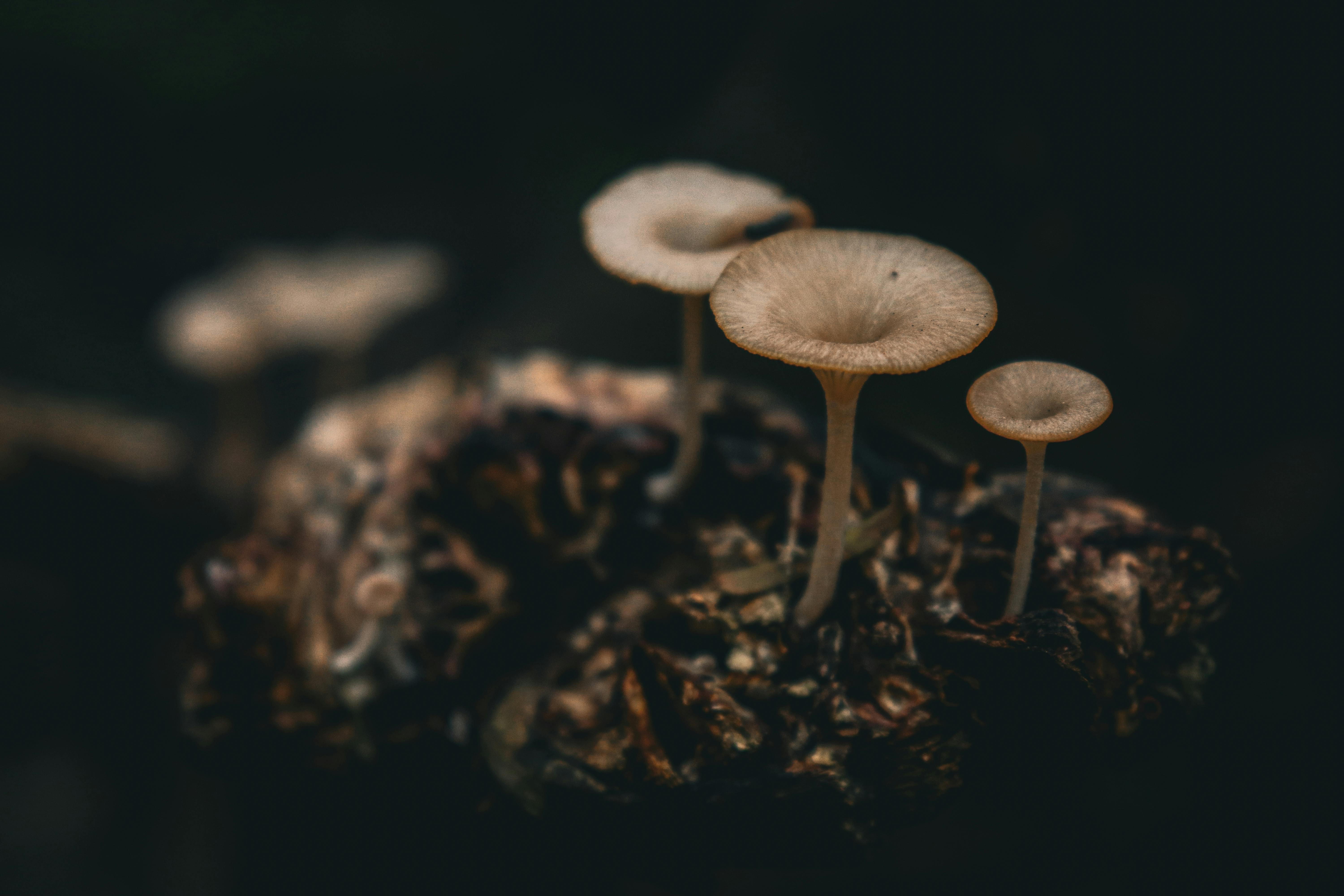 Ancient Fungal Networks Communicate Electrically