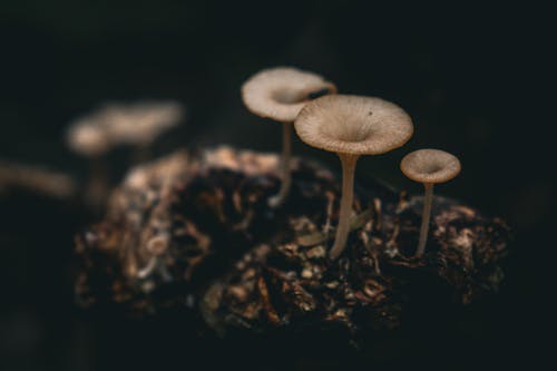 Close-up of Small Mushrooms Growing Outside 