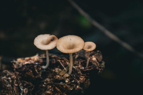 Close-up of Small Mushrooms Growing Outside 