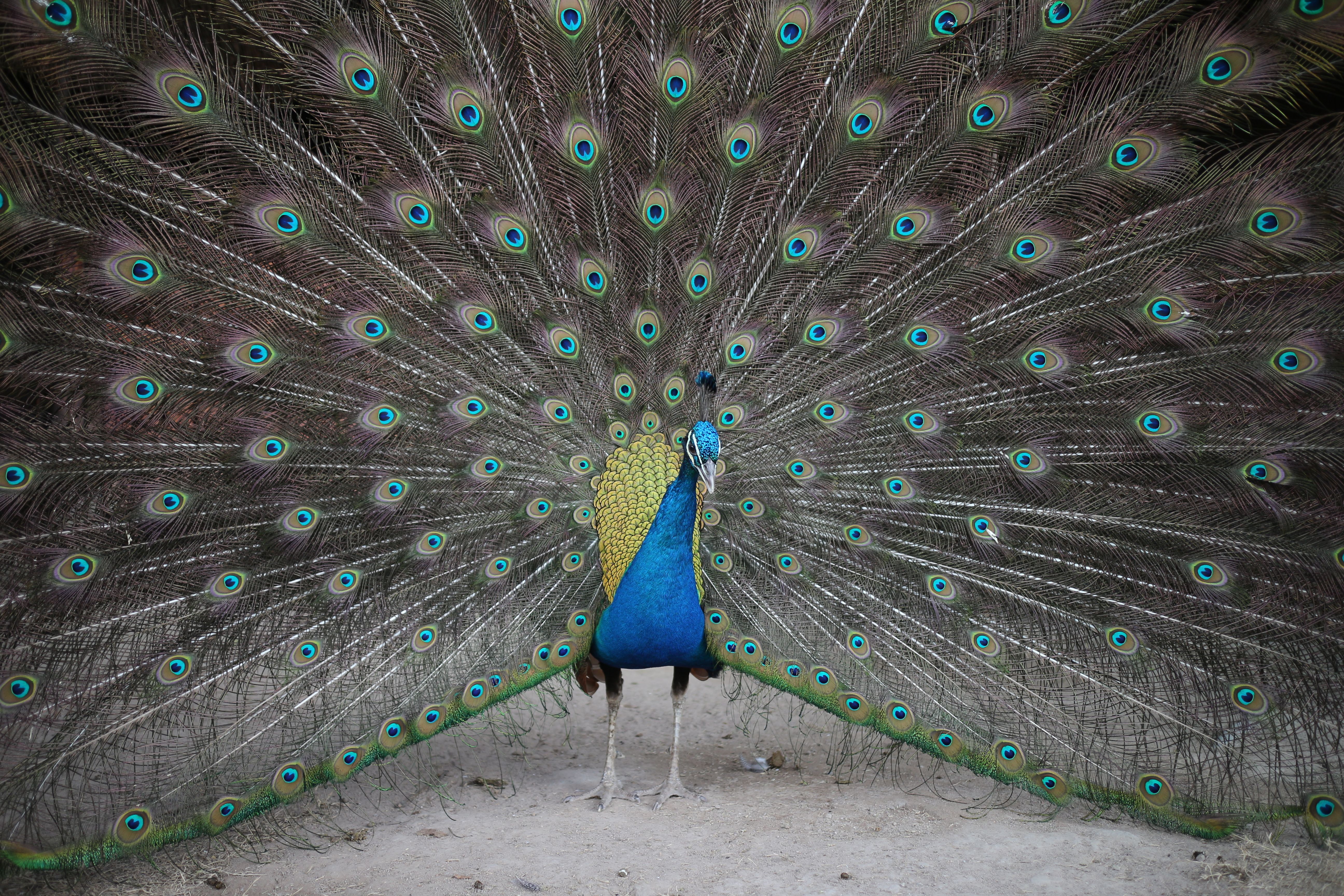 Photo gratuite de coutume rituelle, danser, oiseau, paon, photographie