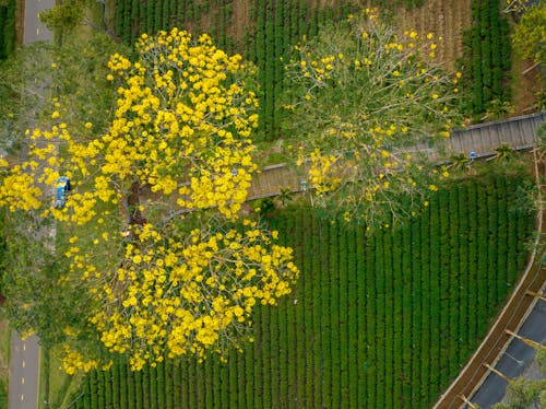 Drone Shot of Croplands and Trees with Yellow Flowers