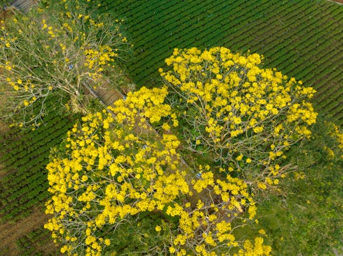 Gratis lagerfoto af afgrøder, baner, droneoptagelse