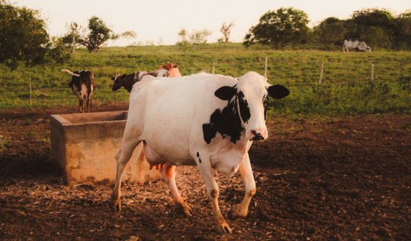Assistência técnica transforma produção de leite no Tocantins - imagem 3