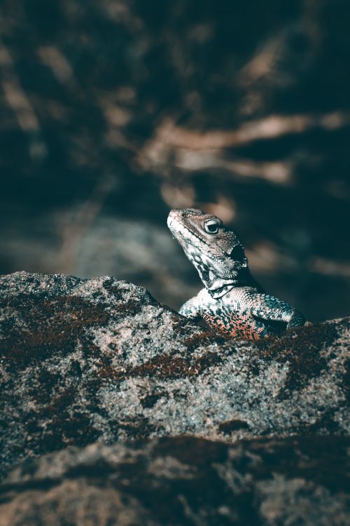 Free Close-up of an iguana amidst rocks, showcasing its vibrant reptilian textures in a natural setting. Stock Photo
