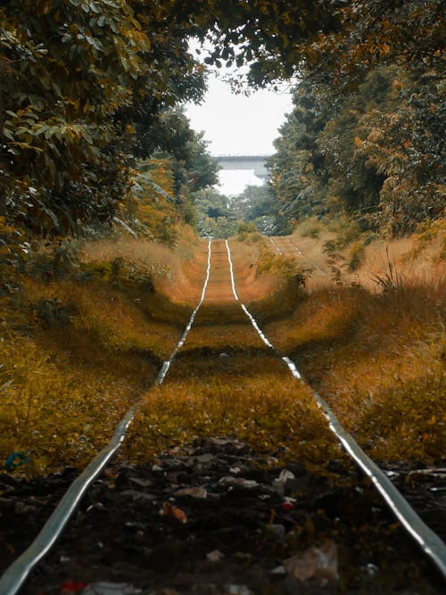 Railway among Trees